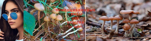 прущие грибы Армянск